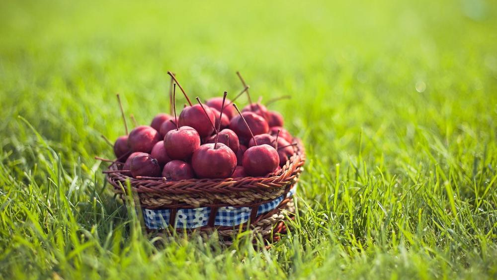 Sunny Basket of Fresh Apples wallpaper