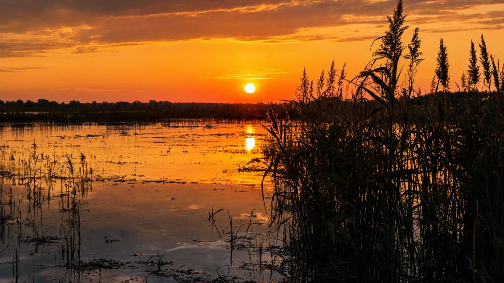Marsh Sunset wallpaper