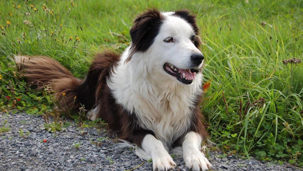 Border Collie Resting in Green Meadow wallpaper
