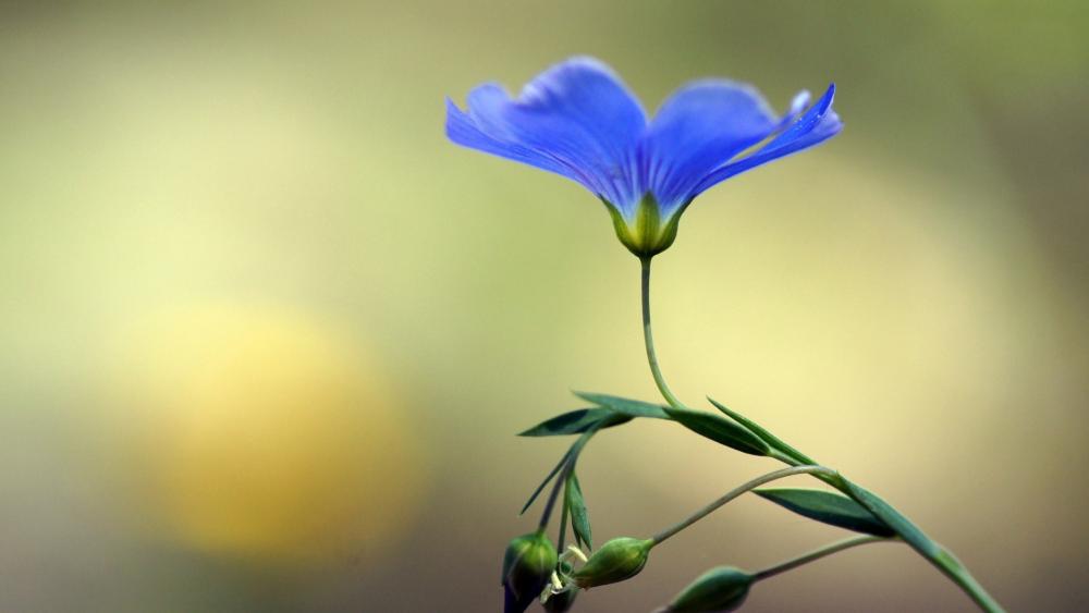 Blue Blossom in Soft Light wallpaper