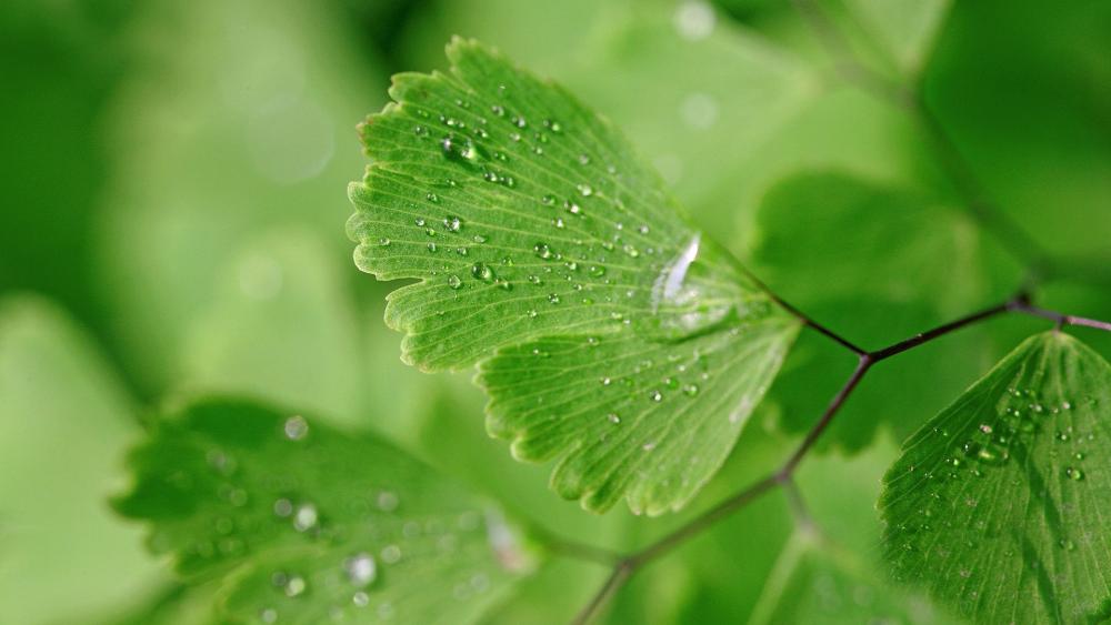 Morning Dew on Fresh Green Leaves wallpaper