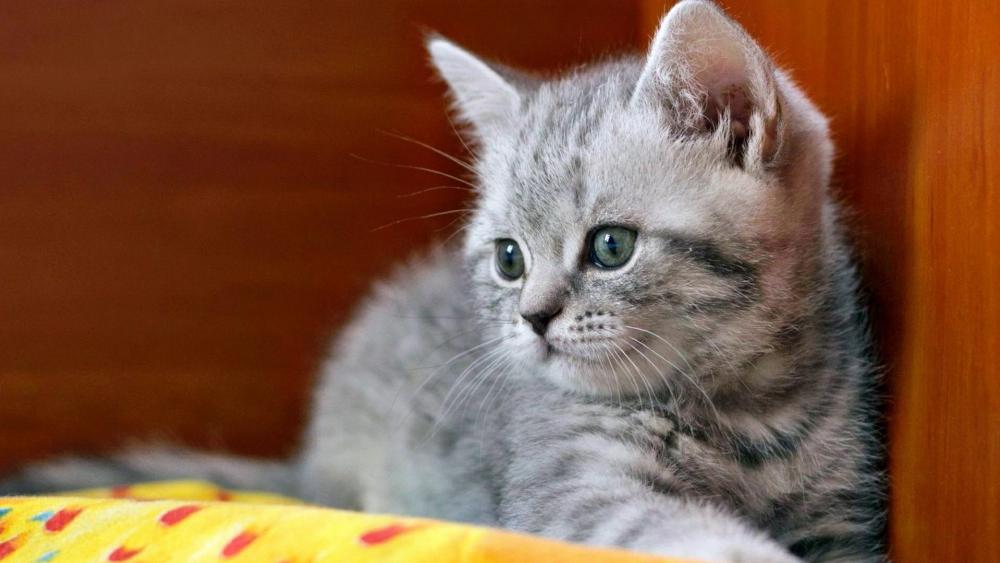 Gentle Grey Tabby Kitten wallpaper
