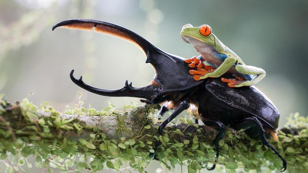 Frog Riding Beetle Adventure wallpaper