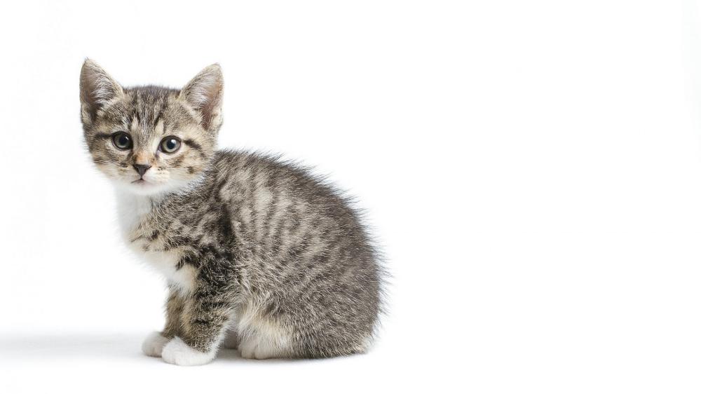 Adorable Tabby Kitten on White Background wallpaper