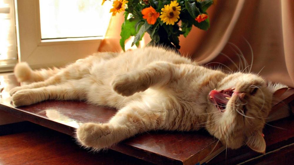 Relaxed Ginger Cat in Sunlight wallpaper