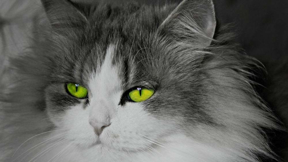 Mystic Green Eyed Cat Portrait wallpaper