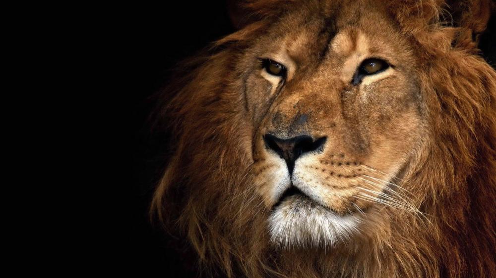 Majestic Lion Portrait wallpaper