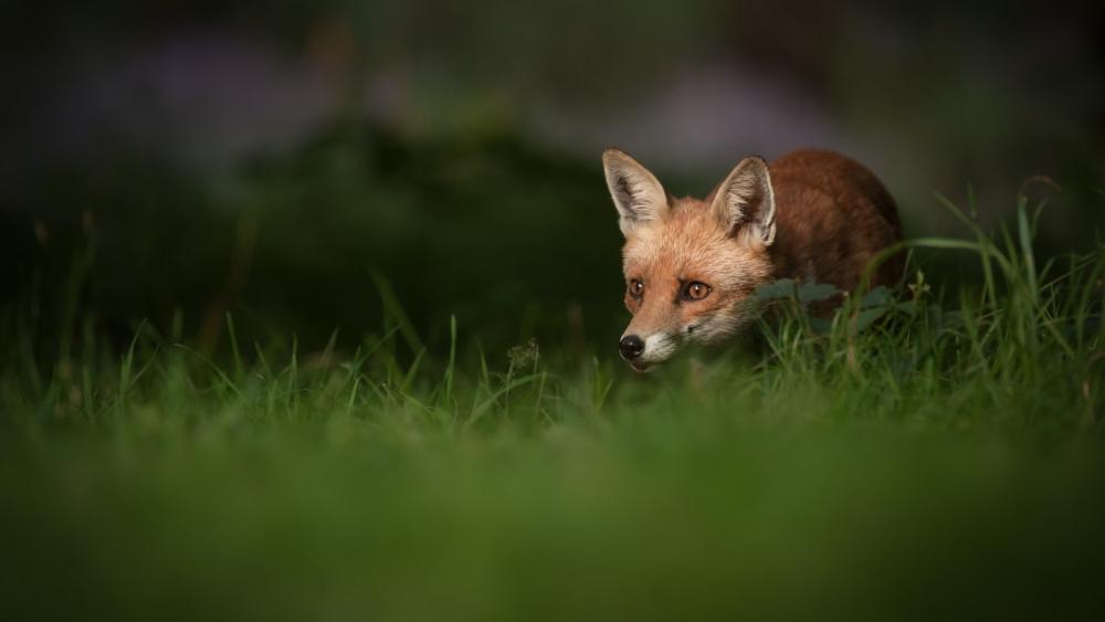 Stealthy Red Fox in Meadow wallpaper