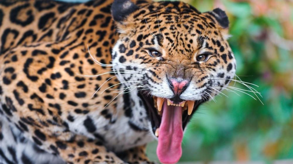 Fierce Jaguar Closeup wallpaper