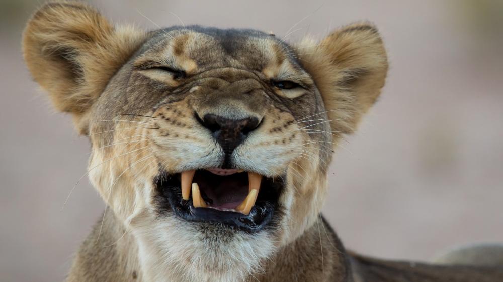 Playful Lioness Close Up wallpaper