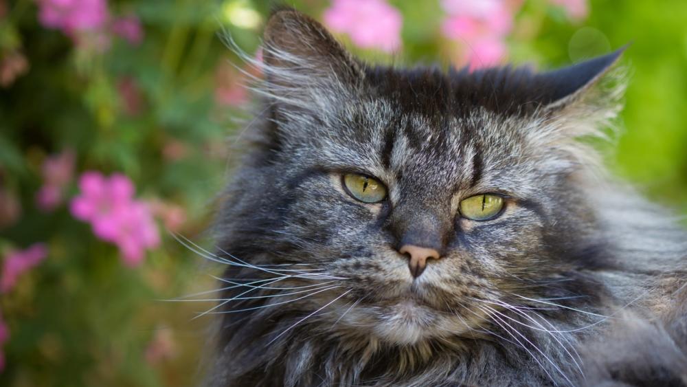 Majestic Longhaired Cat Portrait wallpaper