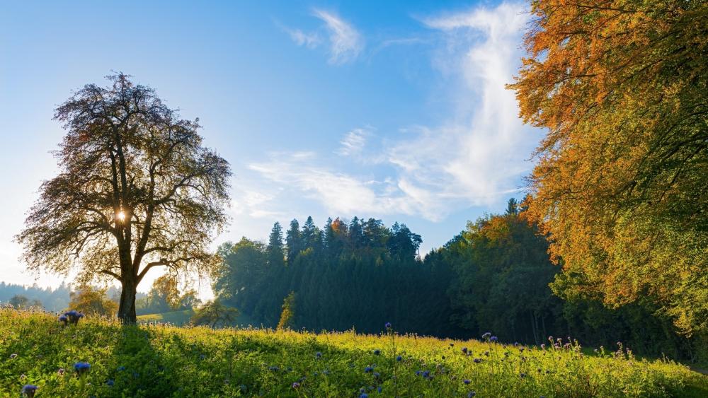Golden Autumn Meadow wallpaper