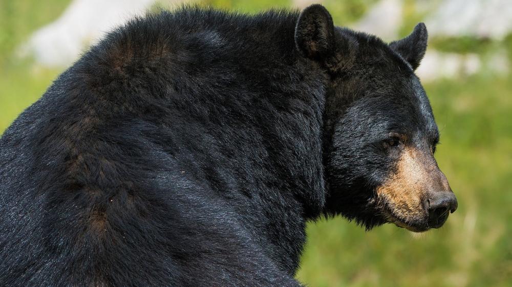 Majestic Black Bear Portrait wallpaper