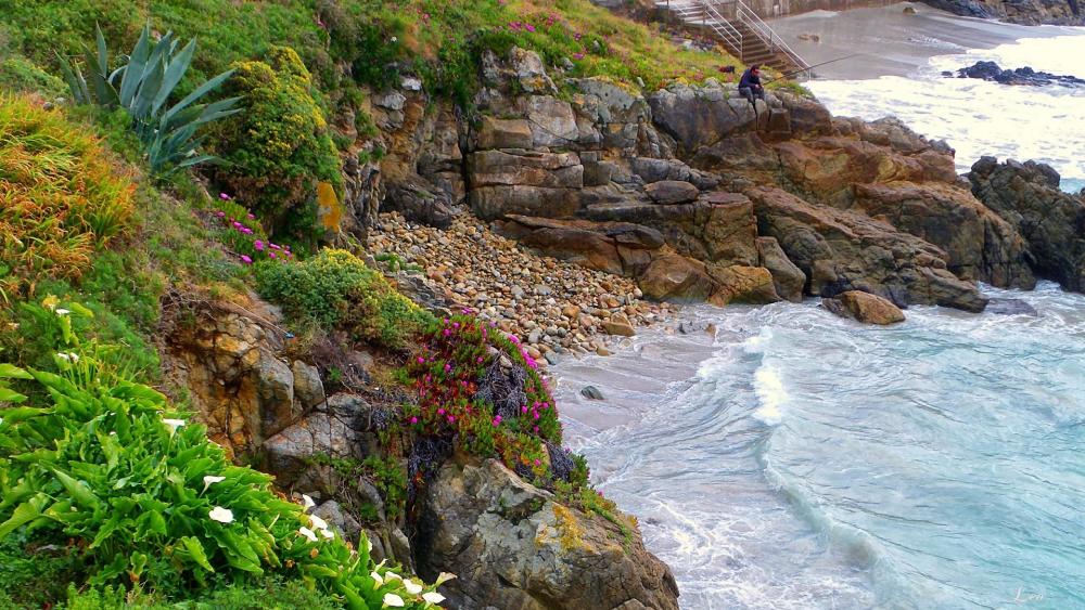Rocky Coast Blooming by the Sea wallpaper