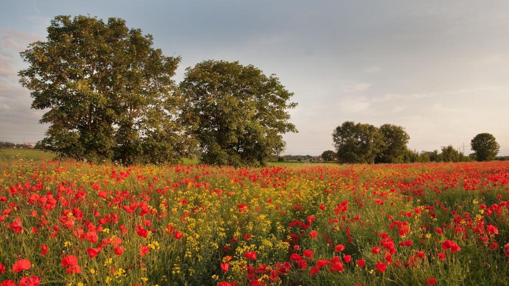 Golden Poppy Meadow wallpaper
