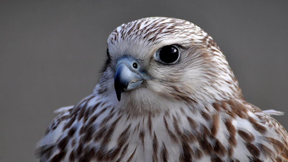 Majestic Falcon Close Up Portrait wallpaper