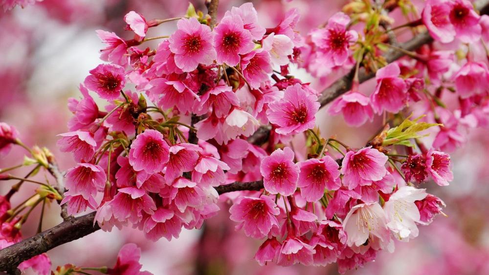 Pink Blossom Branch in Full Bloom wallpaper