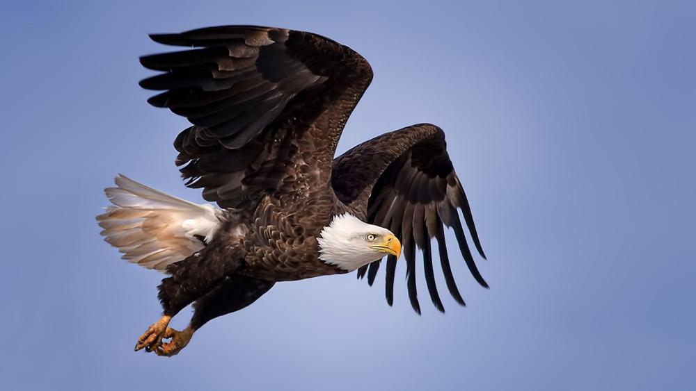 Majestic Bald Eagle in Flight wallpaper