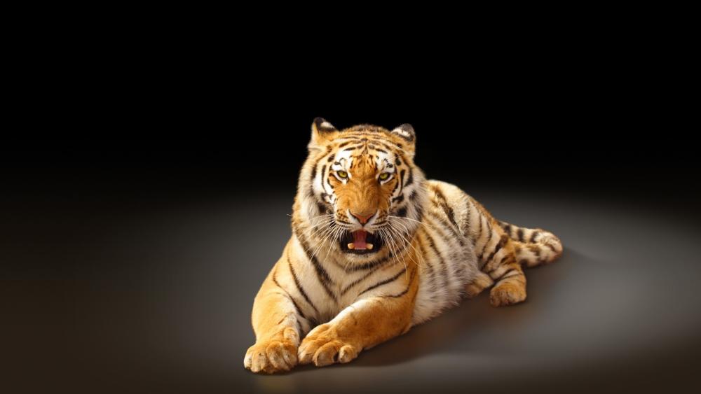 Majestic Tiger Resting in Dark Studio Light wallpaper