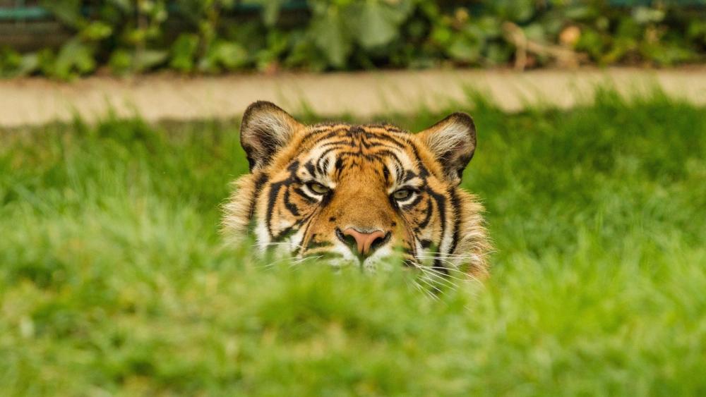 Hidden Tiger in the Grass wallpaper