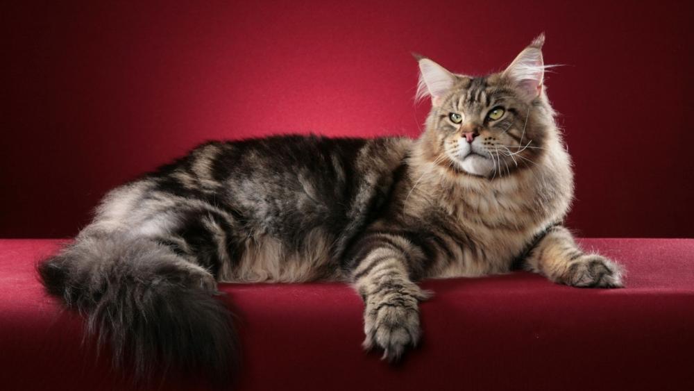 Majestic Maine Coon on Crimson Velvet wallpaper