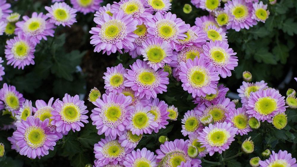 Lavender Chrysanthemum Bloom Cluster wallpaper