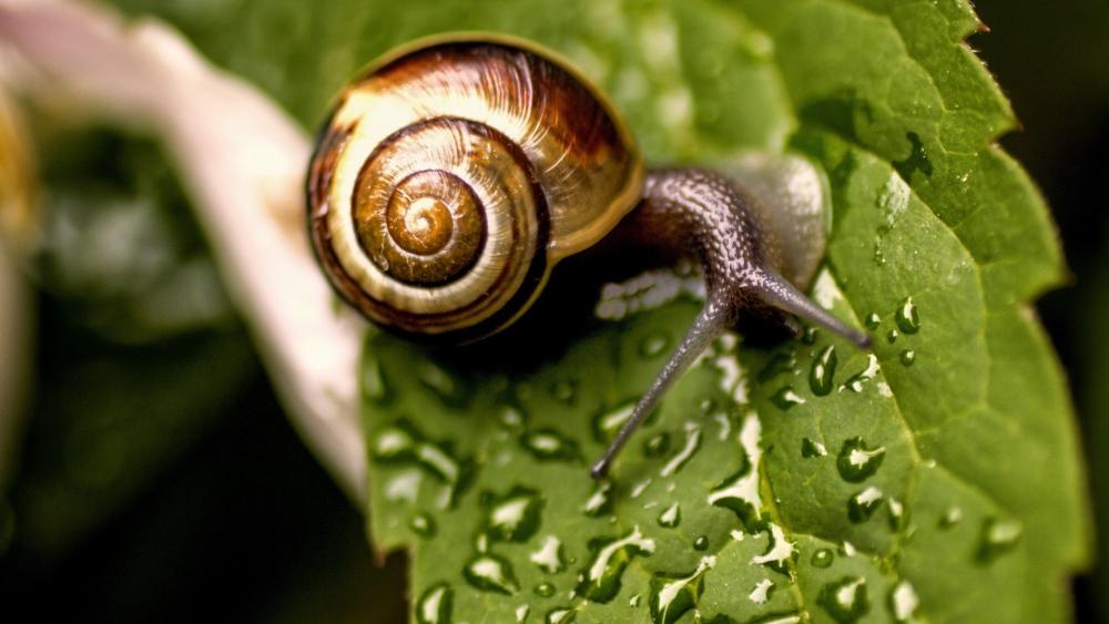 Gentle Snail on Dewy Leaf wallpaper