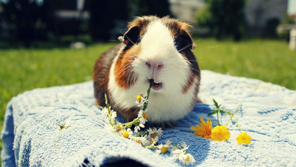 Adorable Guinea Pig in Sunny Garden wallpaper