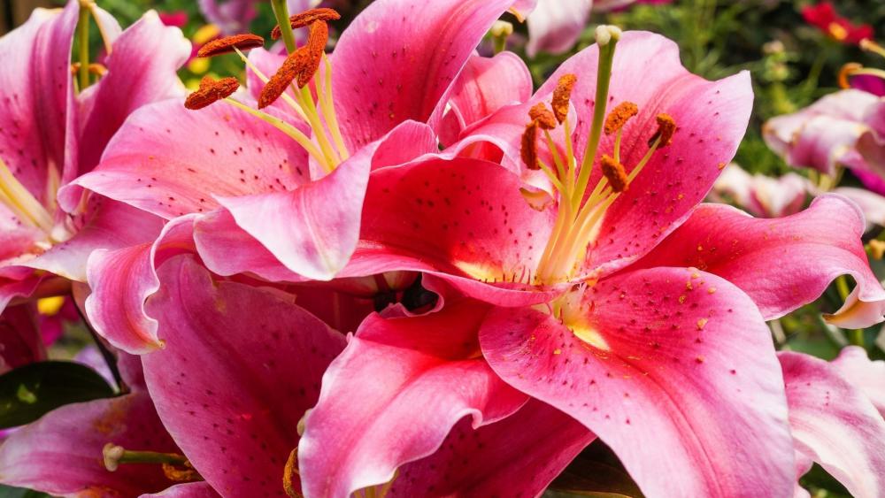 Pink Lily Bloom in Vibrant Garden wallpaper