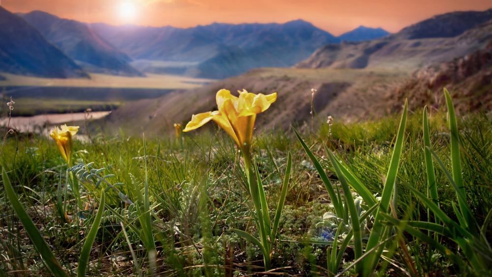 Sunlit Wildflower Meadow at Dawn wallpaper