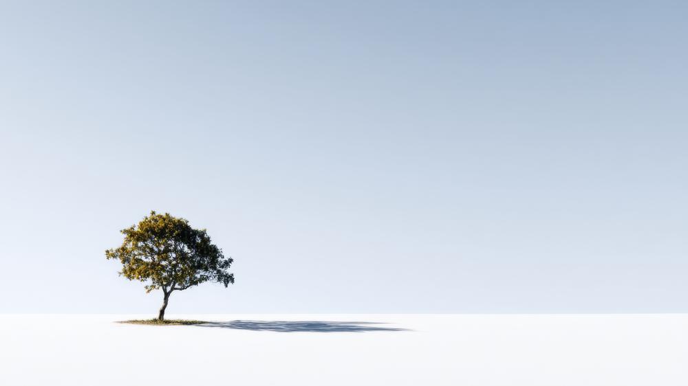 Solitary Tree in Endless Calm wallpaper