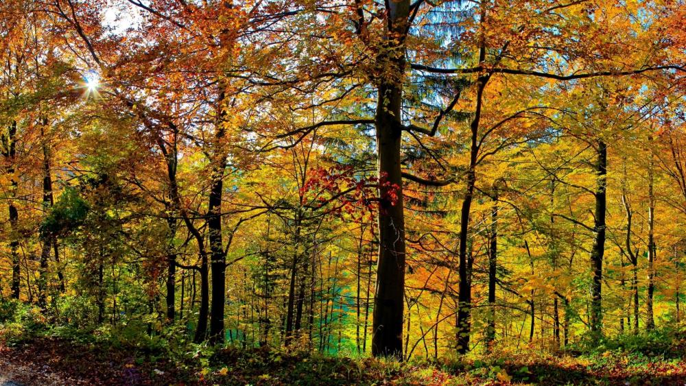 Golden Autumn Forest Glowing Beneath The Sunlight Backiee golden-autumn-forest-glowing-beneath-the-sunlight-backiee