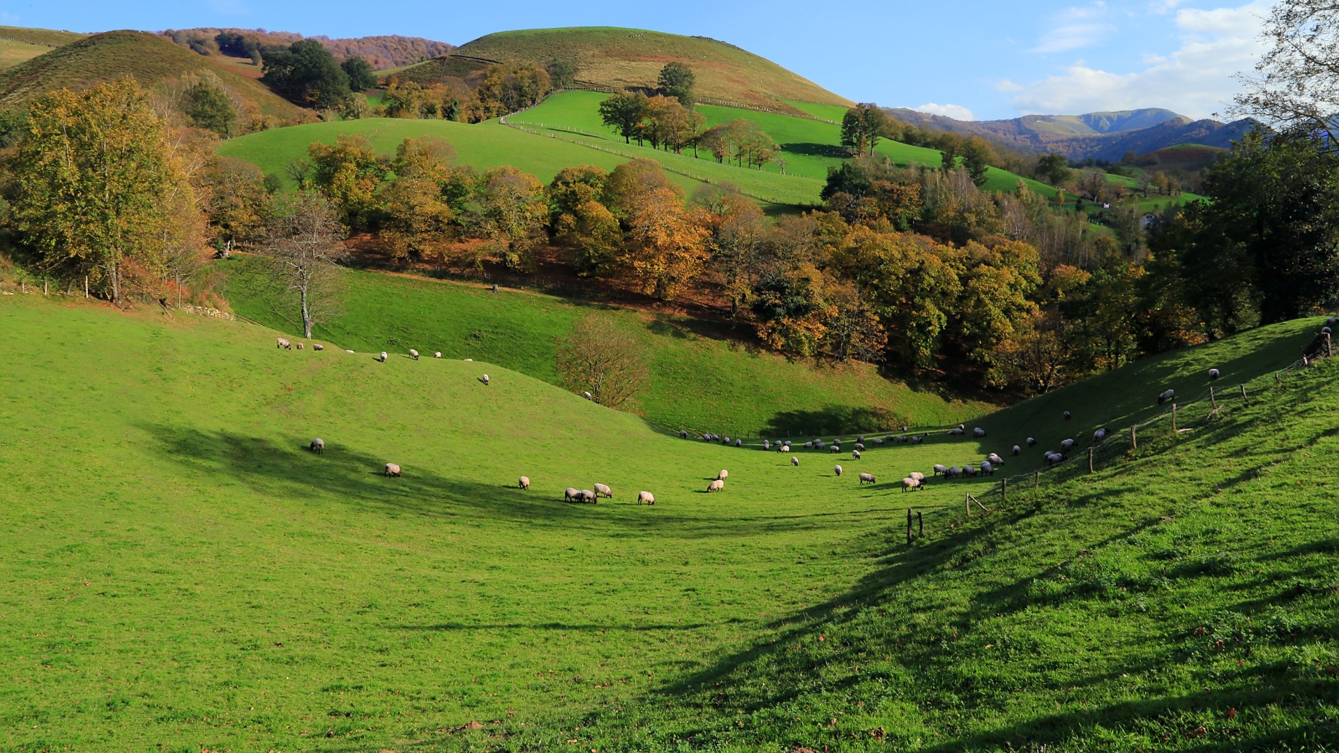 Serene Pastoral Landscape with Rolling Hills and Grazing Sheep - backiee