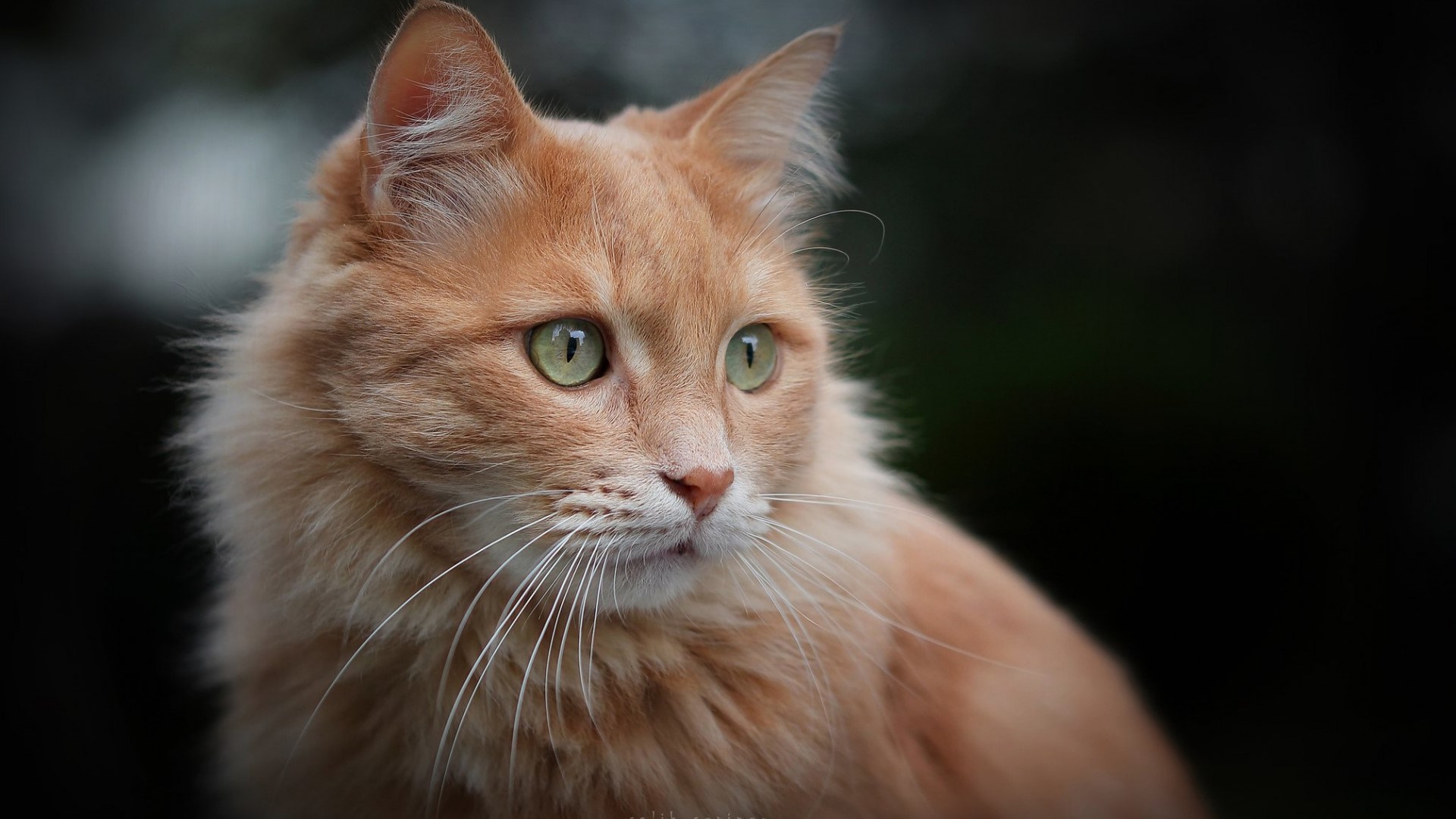 Ginger Cat in Focus - backiee