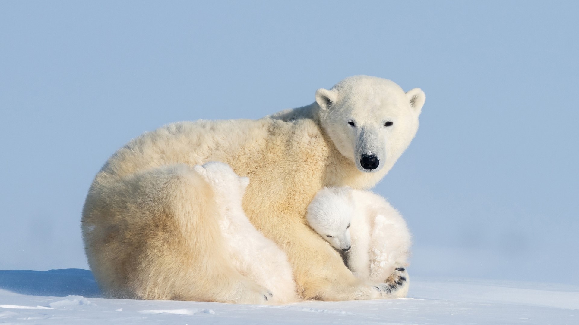 Polar Bear Mother and Cub Resting Together on Arctic Snow - backiee