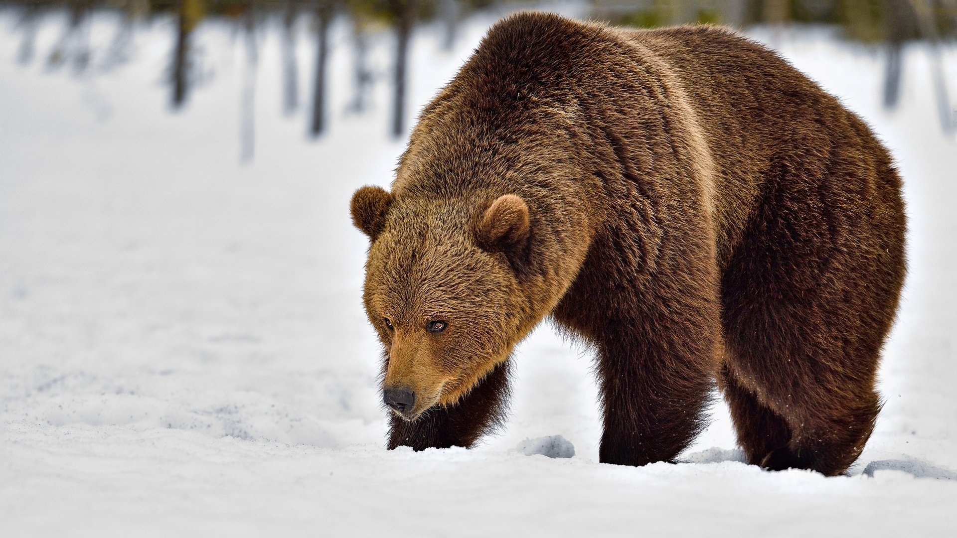 majestic-brown-bear-walking-through-winter-snowfield-backiee