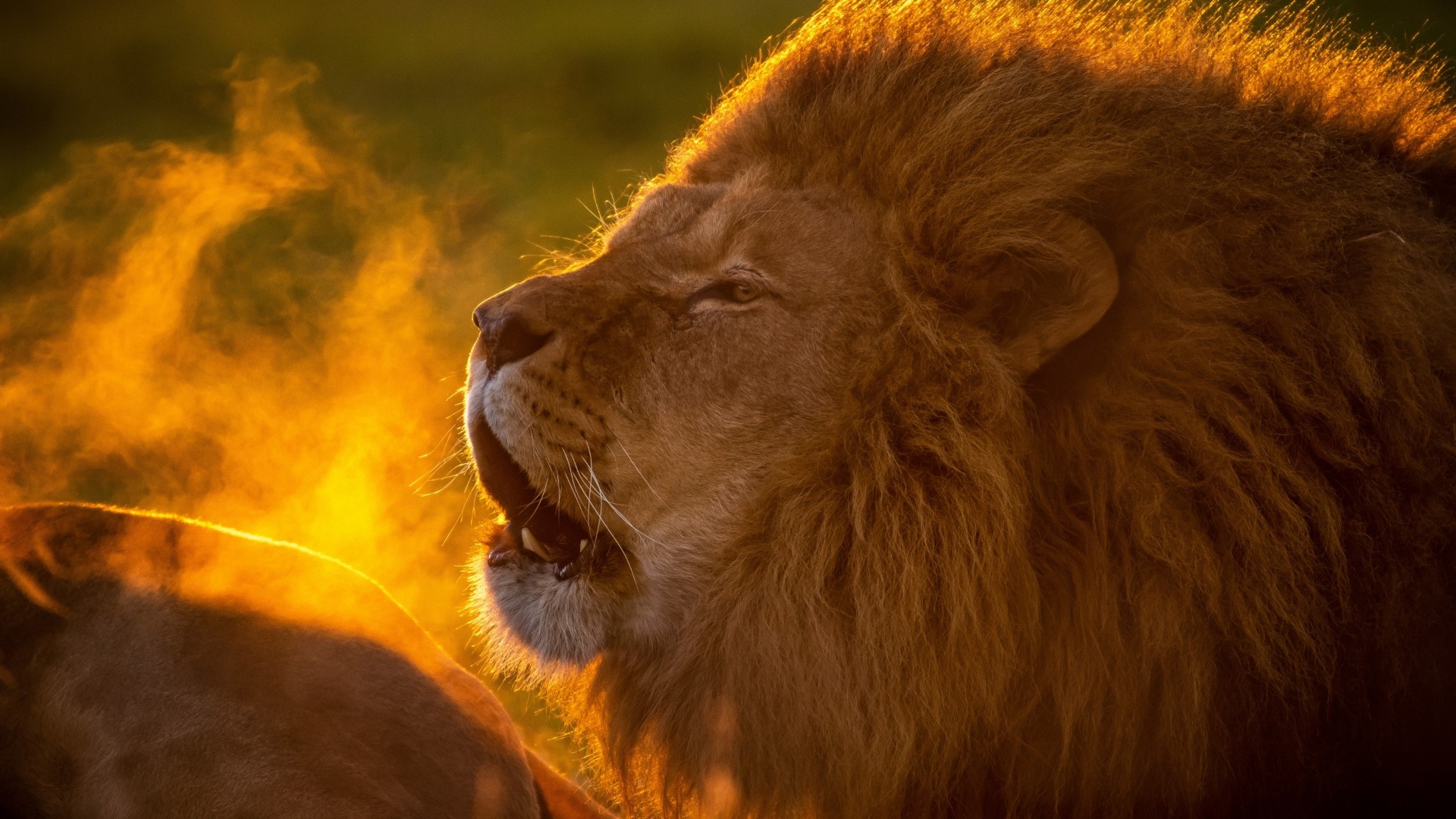 Golden Hour Lion Portrait with Fiery Dust and Majestic Mane - backiee