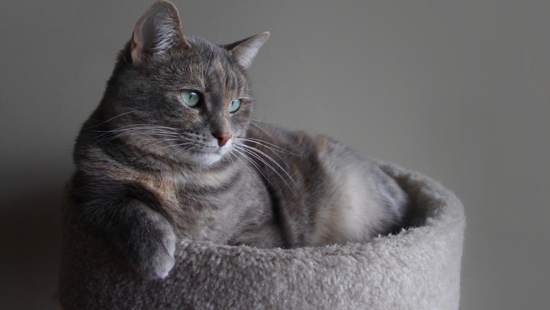 Calm Grey Tabby Cat In Cozy Bed Backiee calm-grey-tabby-cat-in-cozy-bed-backiee