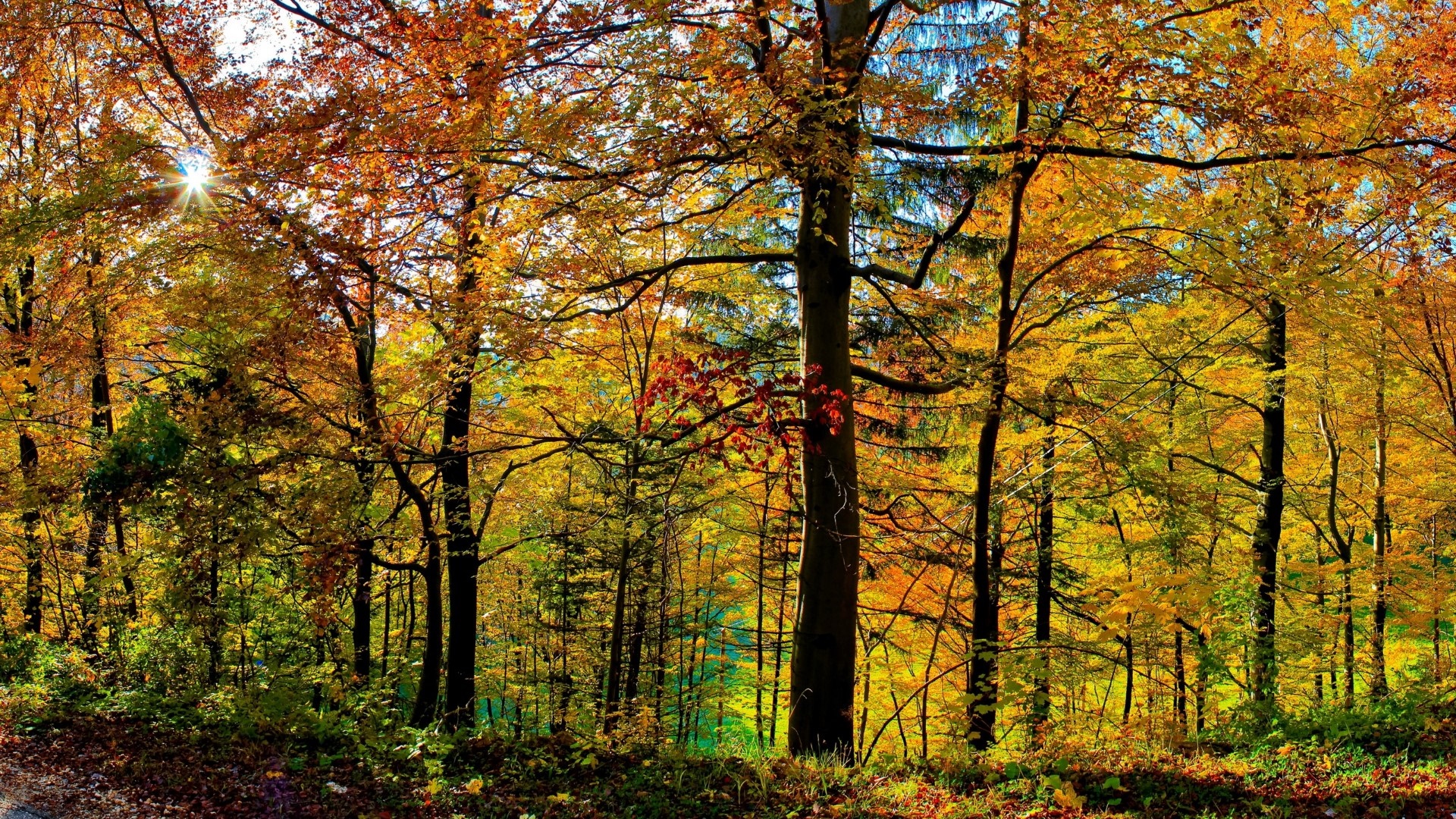 golden-autumn-forest-glowing-beneath-the-sunlight-backiee