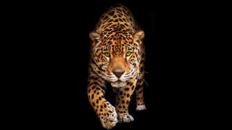 Jaguar in the Shadows wallpaper