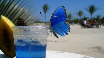 Summer Sip with a Butterfly Visitor wallpaper
