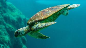 Graceful Sea Turtle Gliding Underwater wallpaper
