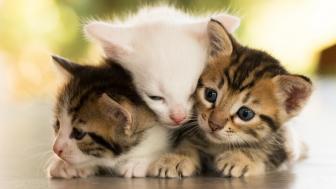 Title: Adorable Trio of Playful Kittens wallpaper