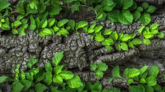 Green Leaves on Tree Bark wallpaper