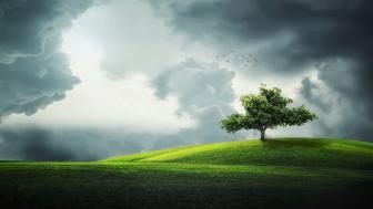 Solitary Tree Under a Stormy Sky wallpaper