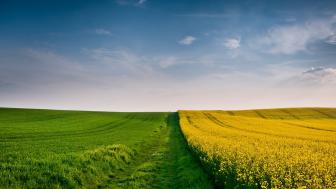 Golden Rapeseed Fields Under Vast Blue Skies wallpaper