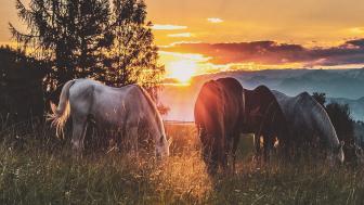 Grazing Horses at Sunset Serenity   wallpaper