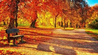 Autumn Serenity by the Bench wallpaper