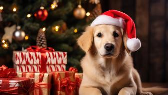 Golden Retriever's Festive Charm wallpaper