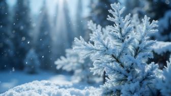 Enchanting Winter Wonderland in 4K Clarity wallpaper